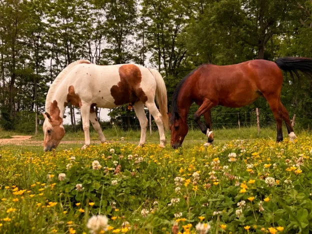 pension chevaux et poneys aux Pujols en Ariège 09