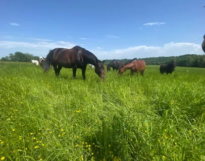 Pré pour chevaux aux Pujols en Ariège 09