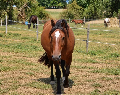 Paddock pour cheval aux Pujols en Ariège 09