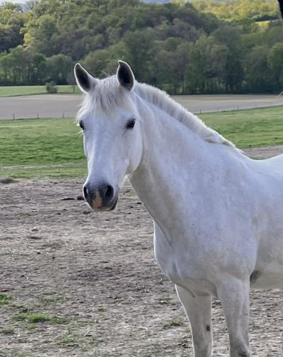 CAVALERIE CHEVAUX