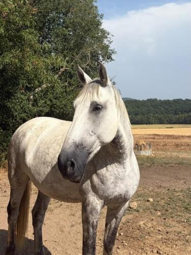 CAVALERIE CHEVAUX