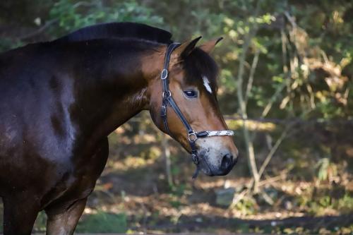 CAVALERIE CHEVAUX