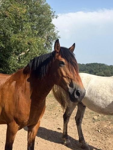 CAVALERIE CHEVAUX
