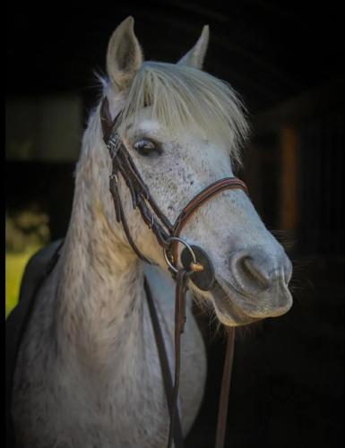CAVALERIE CHEVAUX