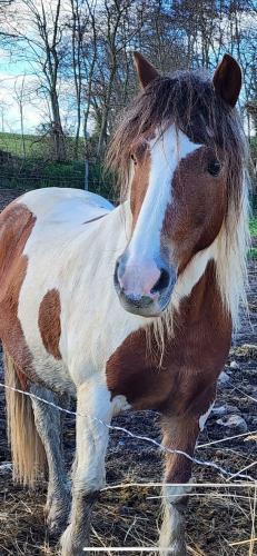 CAVALERIE PONEY