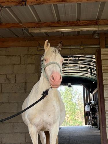 CAVALERIE PONEY