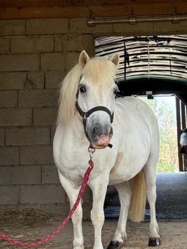 CAVALERIE PONEY