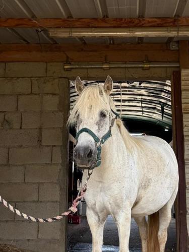 CAVALERIE PONEY