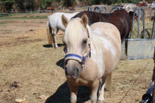 CAVALERIE PONEY