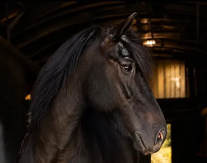 pension pour chevaux en ariège 09