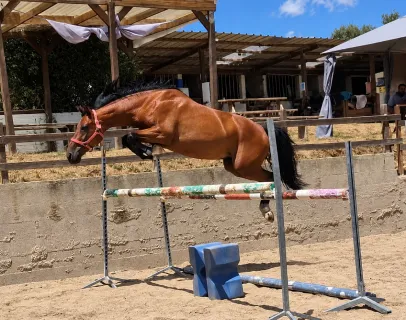 valorisation de cheval aux Pujols en Ariège 09