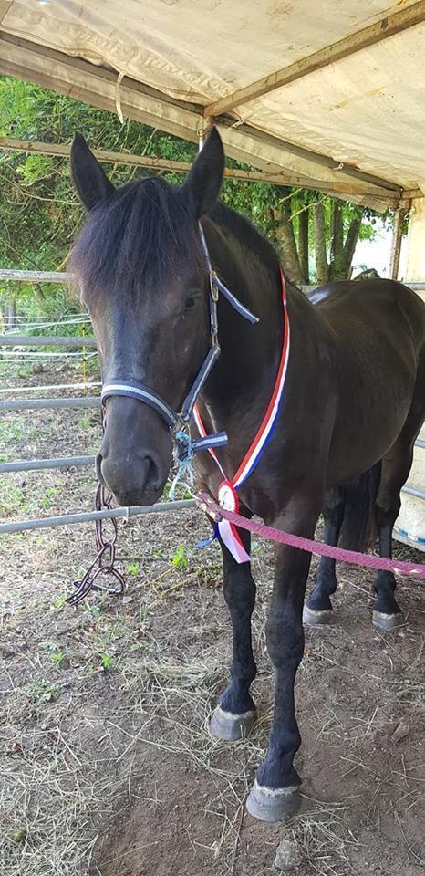 GADJO DU MAINE BELON